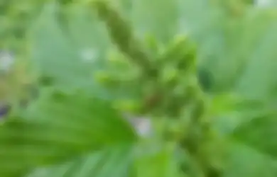 Malah Dikira Banyak Orang Beracun, Ternyata Bunga Bayam Ini Jadi Herbal yang Berkhasiat untuk Tubuh, Bisa Bermanfaat Sembuhkan Penyakit-penyakit Mematikan Ini