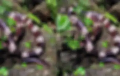 Musim Hujan Sering Undang Ular Masuk Rumah, Tangkal Dengan Keset Jenis Ini dan Periksa Sudut Ini di Rumah