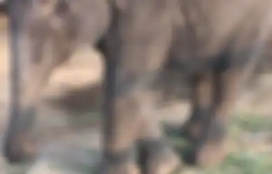 Bayi Gajah Dilaporkan Terisolasi di Gubug dan Kakinya Dirantai hingga Tak Bisa Meregangkan Kaki Saat 'Tak Mengemis Kepada Turis' Demi Uang, Pelancong: Tak Punya Akses ke Air Bersih dan Makanan