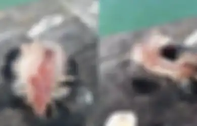 Dikira Rumput Laut, Makhluk Aneh Ini Kemudian Menggeliat, Ternyata Sangat Beracun dan Dapat Sebabkan Kesakitan yang Bertahan Berjam-jam Karena Sengatannya: Gerakannya Seperti Cacing