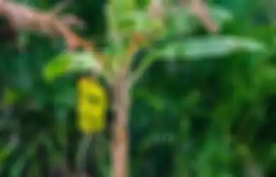 5 Khasiat Luar Biasa Batang Pohon Pisang, Termasuk Cegah Batu Ginjal Hingga Sembuhkan Diabetes