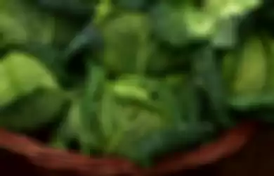 sayuran hijau