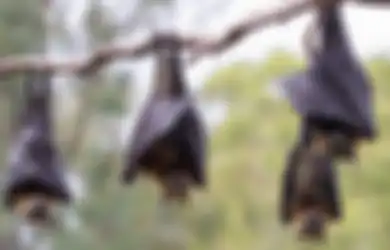 Selain Corona, Ini 6 Penyakit Mematikan yang Menular dari Hewan ke Manusia, Termasuk Rabies yang Membunuh Sekitar 55.000 Orang Tiap Tahun