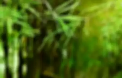 Manfaat air rebusan daun bambu untuk kesehatan.