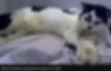 Kucing ini Hilang 11 Tahun, Dipersatukan Kembali Dengan Pemiliknya, Setelah Tinggal Dijalanan Hampir 20 Kilo dari Rumahnya