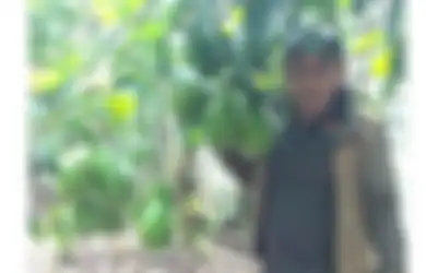 Kisah Iskandar Budi Daya Alpukat Seberat 2 Kg Sebesar Kepala Bayi, Sekali Panen Bisa Naik Haji dan Beli Honda Jazz