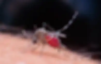 Ribuan Orang Terinfeksi dan 37 Orang Meninggal Dunia, DBD Ternyata Punya Gejala Baru, Sudah Tak Ada lagi Bintik Merah di Kulit