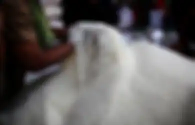 Virus Corona Semakin Mewabah, Pembelian Sejumlah Bahan Pokok Akan Dibatasi Mulai Hari Ini, Dia Rinciannya