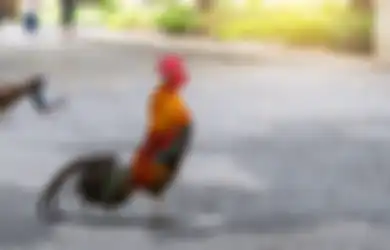 Bukan Sekedar Mitos, Hal Ini yang akan Terjadi Jika Ayam Jago Berkokok Tengah Malam atau Angsa Tidur Berdiri dengan Satu Kaki, Coba Perhatikan!