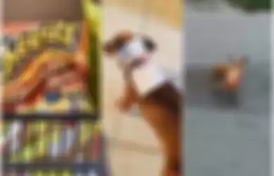 Jalani Karantina Corona, Pria Ini Kirim Anjingnya untuk Belanja Snack Favoritnya