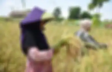 Bagai Angin Segar di Tengah Pandemi, Wujudkan Ketahanan Pangan Nasional, Kementan Berikan Bantuan Padat Karya