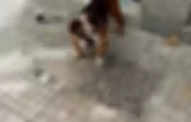 Anjing yang ditelantaran pemiliknya.