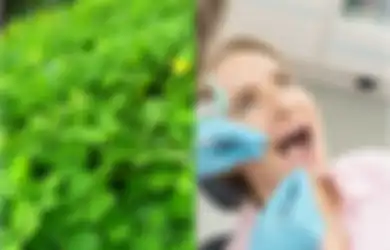 Manfaat Tanaman Obat Daun Landep Salah Satunya untuk Melegakan Sakit Gigi