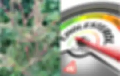 Ini 13 Manfaat Bayam Duri Merah Sebagai Tanaman Obat, Termasuk Turunkan Kolesterol dan Hilangkan Varises