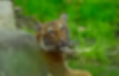 Menyusul Anjing dan Kucing, Dunia Kini Mencatat Kasus Pertama Infeksi Virus Corona Baru ke Harimau, Ini Alasan Mengapa Virus Corona Bisa Berpindah Inang Dengan Cepat