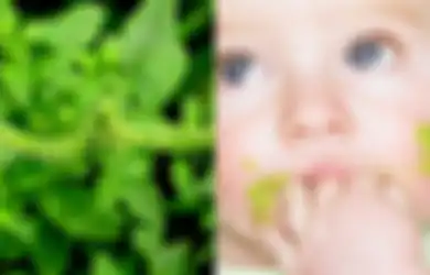 Tunggu Setelah Bayi Boleh Konsumsi Makanan Pendamping ASI, Ini 9 Manfaat Bayam Duri untuk Bayi, Salah Satunya Perkuat Sistem Kekebalan Tubuh