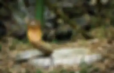 Heboh Ular Jadi Tontonan Karena Bertapa Selama 4 Tahun Tanpa Berpindah Tempat, Panji Petualang Ikut Berkomentar Seperti Ini saat Fenomena Tersebut Dikaitkan dengan Jin dan Hal Gaib