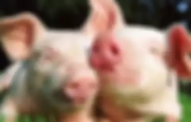 Anak Babi di China Disuntik Virus Corona Kemudian Menjadikannya Makanan Untuk Babi Lainnya, Terungkap Ini Tujuannya Walau Bikin Geleng Kepala!