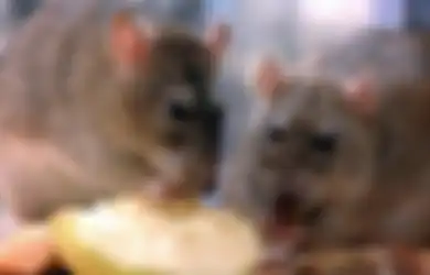 Tak Perlu Beli, Basmi Saja Tikus yang Berkeliaran di Rumah dengan Baking Soda, Begini Caranya!