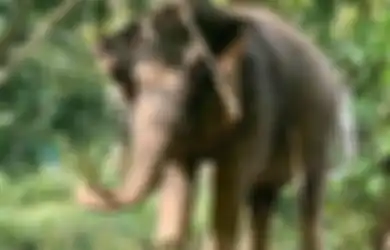 Hewan pun Rasakan Dampak Virus Corona, Gajah di Thailand Terancam Kelaparan Gara-gara Kunjungan Turis Menurun, Terpaksa Diberi Pakan Tak Seperti Menu Biasanya