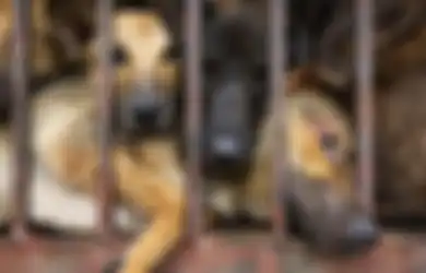 Corona Makin Ganas, Ada Dokter yang Malah Klaim Makan Daging Anjing dan Kucing dapat Melawannya, Penjualan pun Kembali Meningkat