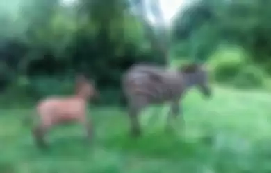 Zonkey dan induk zebranya