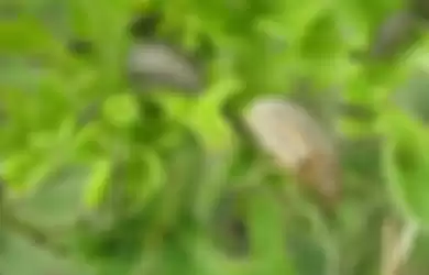 Koktil untuk Menangkap Kumbang