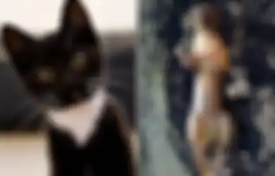 Di Vietnam Kucing Hitam Laris Diburu Untuk Dibantai Kemudian Dikonsumsi Karena Diyakini Sebagai Obat Virus Corona