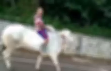 Seorang pria naik sapi ke supermarket