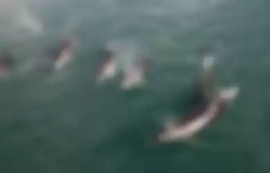 Tak Ada Lagi Kapal yang Berlalu-lalang Akibat Wabah Corona, Sekawanan Lumba-lumba Tampak Berenang Bebas di Selat Bosphorus Turki