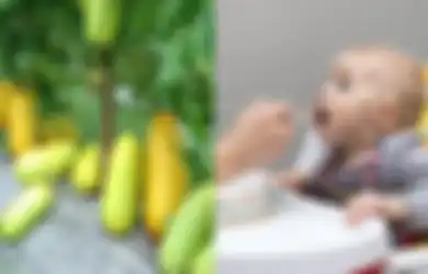 Manfaat Timun Suri untuk Bayi yang Hanya Bisa Didapat Saat Bulan Ramadhan, Salah Satunya untuk Obati Borok Lambung