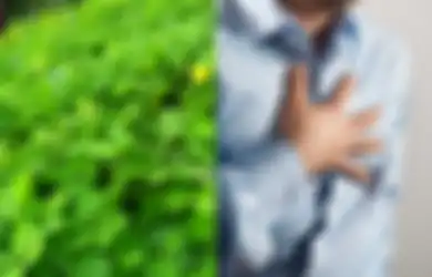Ini Dia Manfaat Daun Landep untuk Penyakit Dalam, Salah Satunya Cegah Penyakit Kardiovaskular