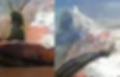 Tak Dibersihkan Pemiliknya Selama 2 Tahun, Akuarium Ini Ternyata Telah 'Melahirkan' Hewan Mengerikan