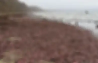Penampakan Ribuan Makhluk Mirip Alat Kelamin Pria Berserakan di Pantai Mengagetkan Banyak Orang, Ternyata Begini Fakta di Baliknya