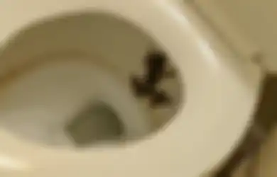 Warga Bingung Sekaligus Ngeri, Tiba-tiba Banyak Katak yang Masuk ke Rumah Melalui Toilet dan Wastafel, Apa yang Sebenarnya Terjadi?