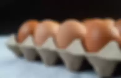 ilustrasi telur ayam