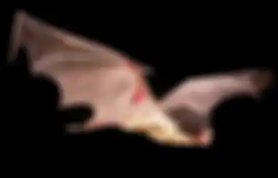 Tanpa Sakit Sekalipun, Kelelawar Bisa Bawa Virus Mematikan Seperti Covid-19, SARS, hingga Ebola di Tubuhnya, Ternyata Ini Rahasianya Bisa Bertahan Hidup