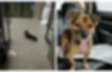 Kisah Anjing yang Setia Menunggu Sang Pemilik di Rumah Sakit, Padahal Pemiliknya Tak Akan Pernah Kembali karena Menjadi Korban Covid-19, Begini Nasib Anjing Malang Itu