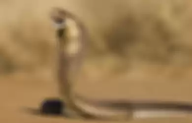 Ular kobra