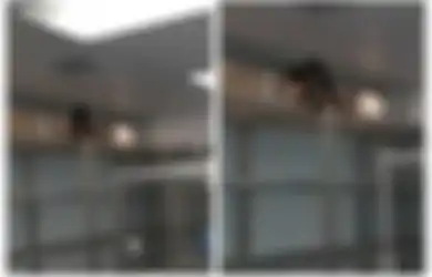 Rumah Sakit 'Menganggur' Tiga Bulan, Pasien Syok Mengaku Melihat Ular di Dalam Rumah Sakit, Dokter yang Memeriksanya Lebih Syok Tidak Temukan Ular Tetapi Justru Temukan Hewan Ini