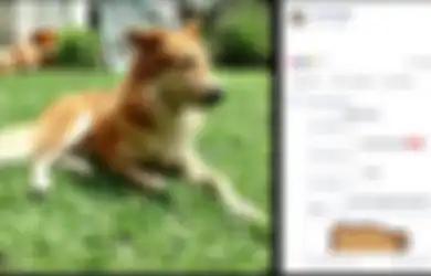 Semasa Hidupnya Dikenal Sebagai Anjing yang Agresif, Nyatanya Anjing Ini Justru Mati Sebagai Sosok Pahlawan Bagi Pemiliknya, Ini yang Dilakukannya