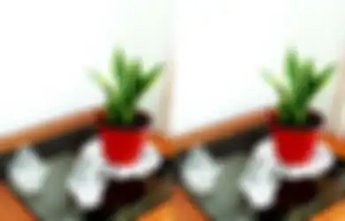 Sering Letakkan Tanaman Hias di dalam Rumah, Tak Disangka Kebiasaan itu Menyimpan Bahaya Tersembunyi, Hal Ini Jadi Pemicunya