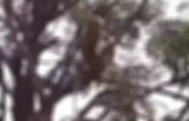 Mengherankan, Sekawanan Monyet Bobol Laboratorium di India, Curi Tiga Sampel Virus Corona Setelah Menyerang Teknisi Lab, Warga Diserang Kepanikan