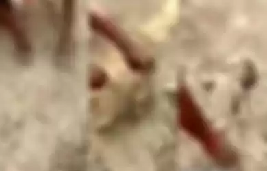 Detik-detik bayi yang masih hidup dikeluarkan dari dalam tanah terekam kamera.