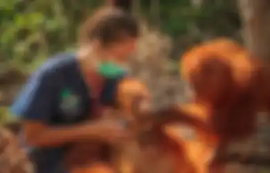 Dikhawatirkan Populasinya Bisa Musnah Gara-gara Virus Corona, 400 Orangutan Batal Dilepas ke Habitat Asli, Fakta Ini Jadi Pertimbangan