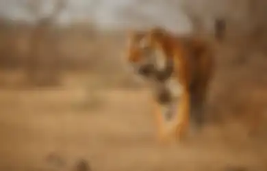 Menelusuri Dampak Kerusakan Hutan Terhadap Keberadaan Harimau Saat Ini