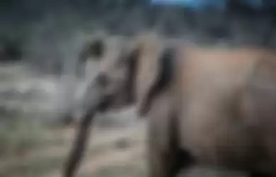 Kejam, Seekor Gajah Diberi Makan Petasan Oleh Warga Hingga Meninggal Dengan Kondisi Berdiri