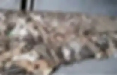 Saat Beberapa Daerah di China Melarang Makan Daging Kucing, 700 Kucing Justru Ditemukan Dijejalkan dalam Kandang Sempit, Siap untuk Dimasak