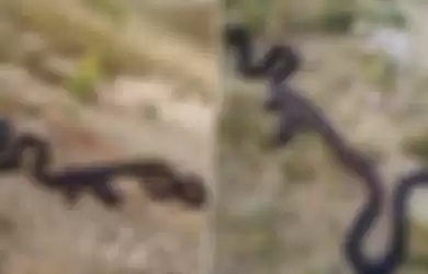ular dengan bentuk perut aneh kayak habis menelan senapan AK-47