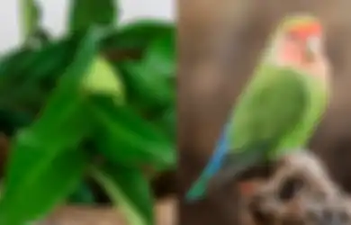 Manfaat Daun Salam untuk Lovebird, Obati Serak Bikin Ngekek Panjang